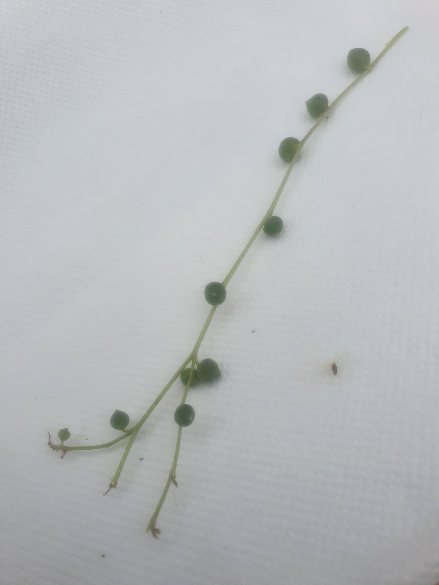 String of Pearls /Bead plant (Senecio rowleyanus) x1 cutting image 2