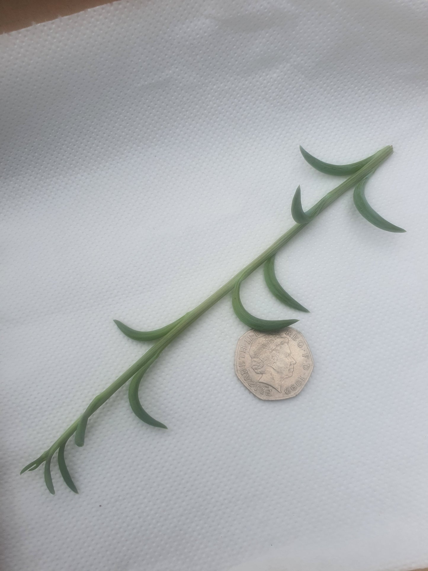 Senecio radicans -String of Bananas -Trailing - Cutting image 1