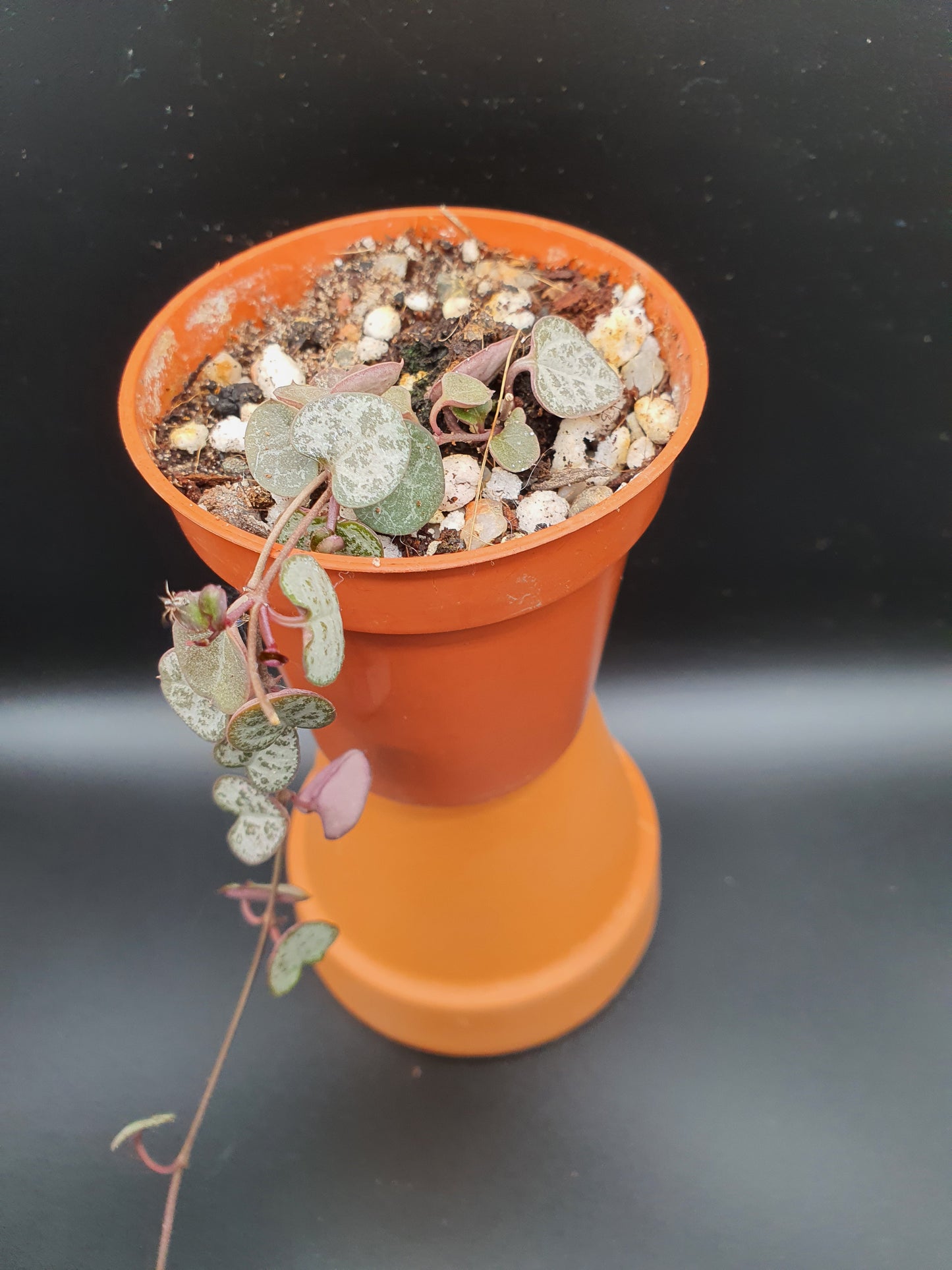 Ceropegia woodii - String of Hearts (pot) image 1