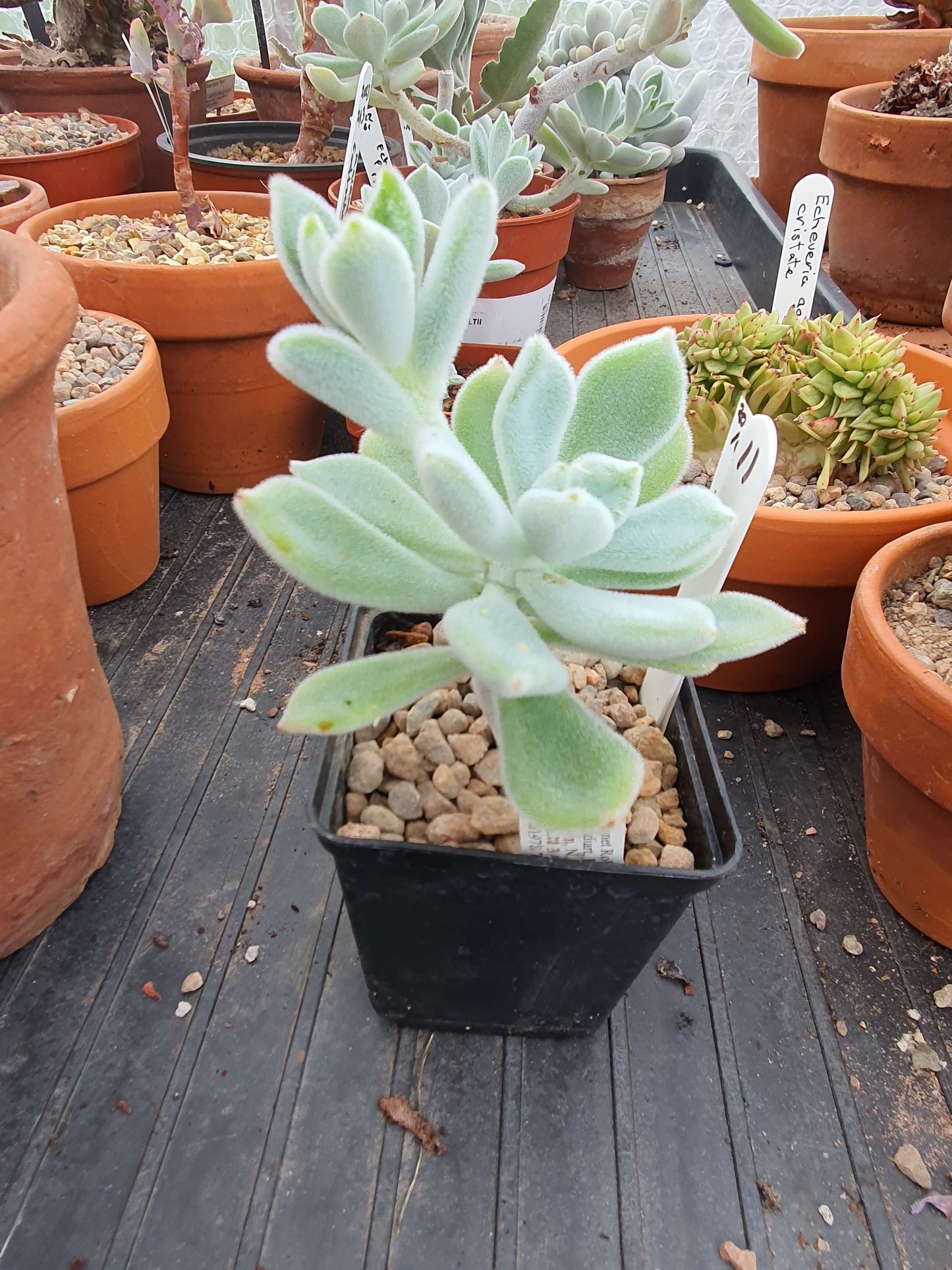 Echeveria pulvinata "Frosty' - UK grown houseplant - Barney Plants