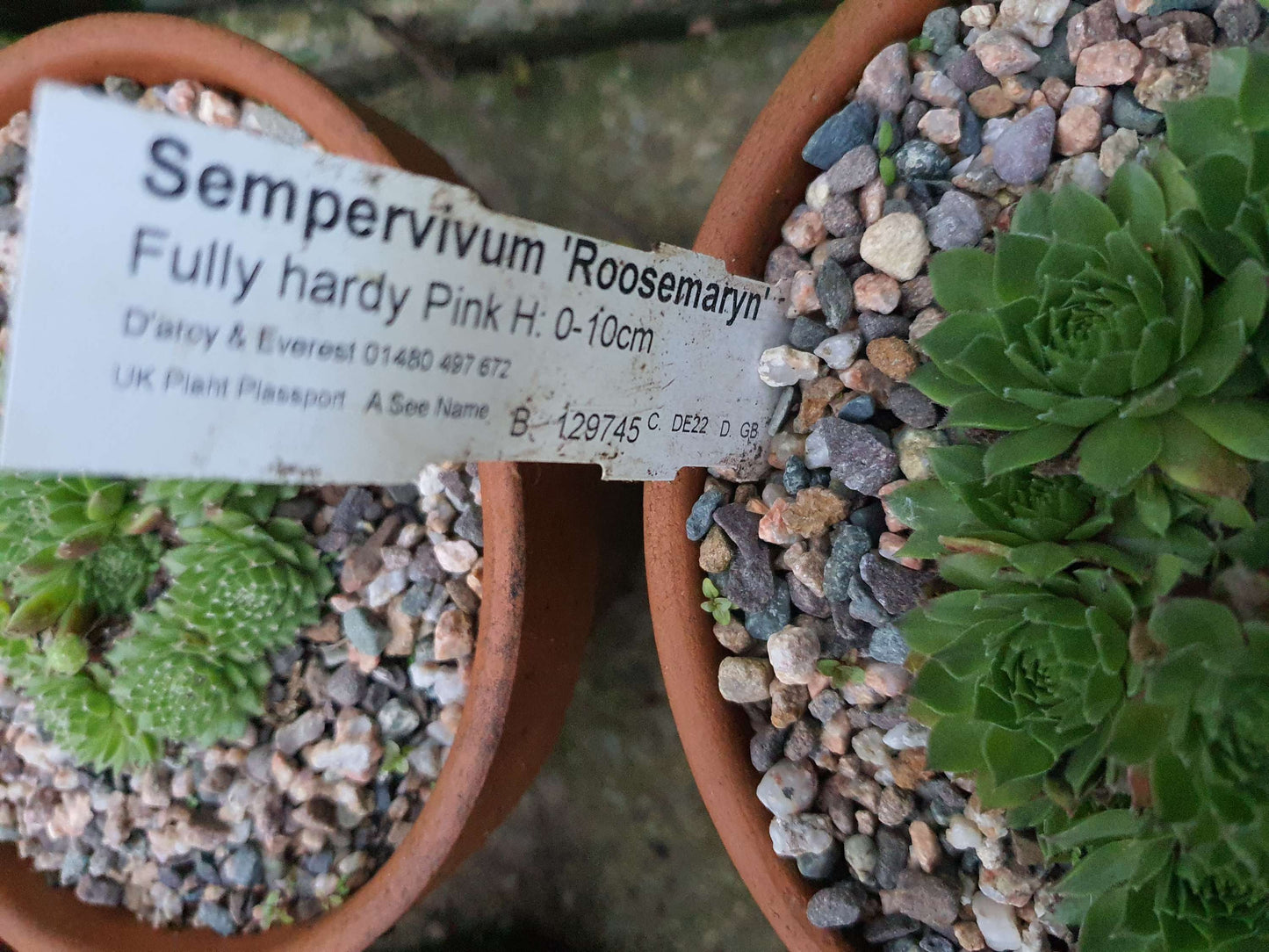 Sempervivum Roosemaryn (House Leek) image 2