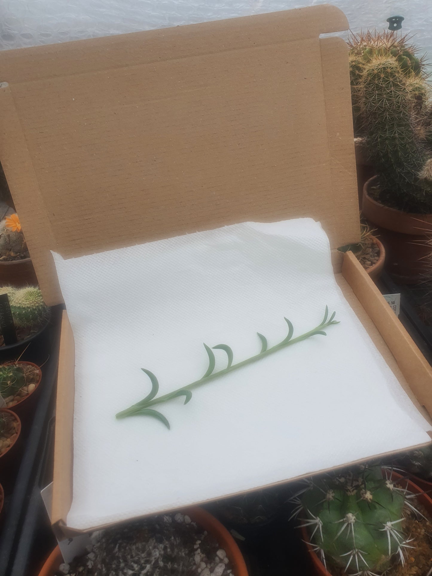 Senecio radicans -String of Bananas -Trailing - Cutting image 2
