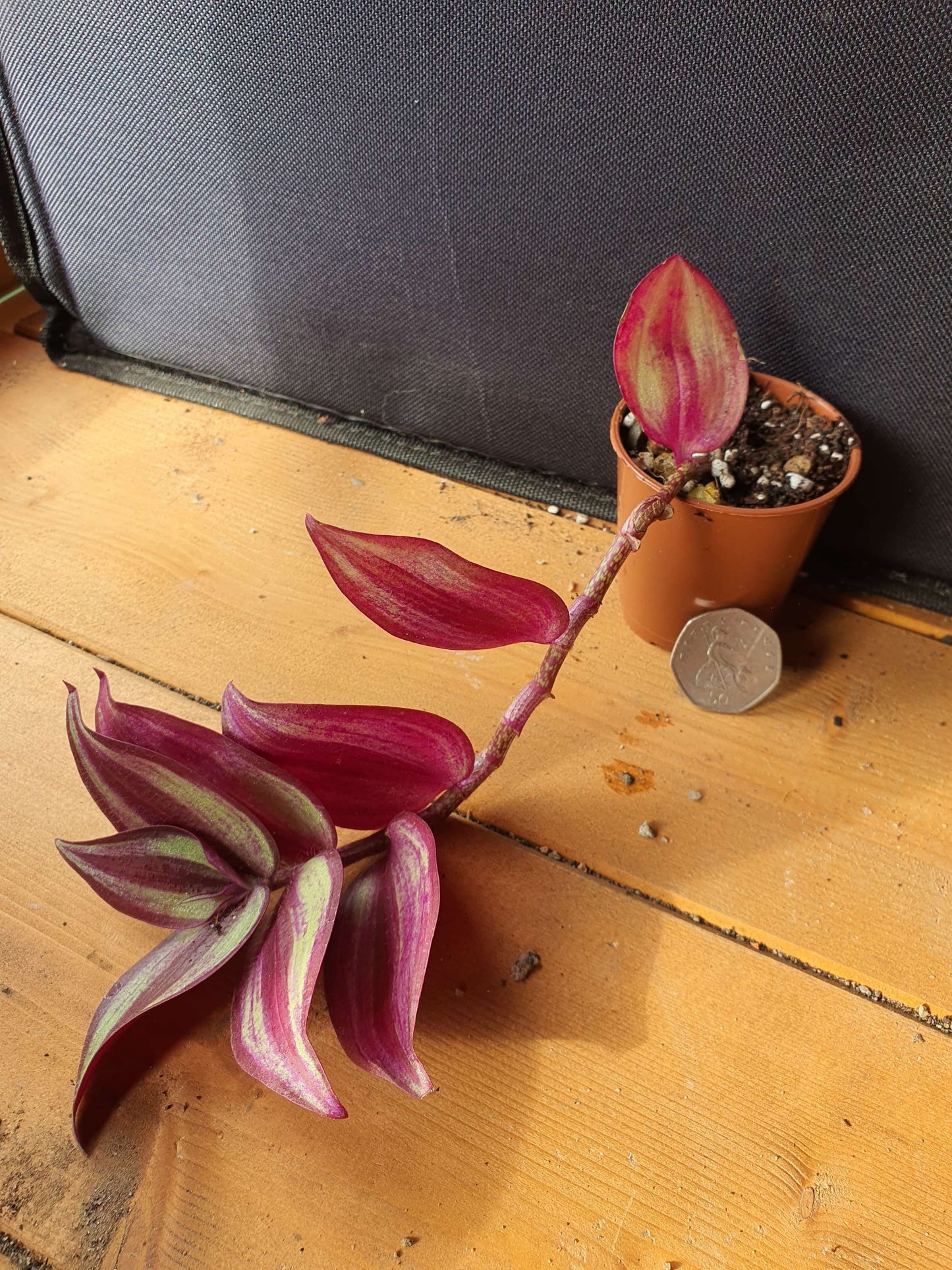 Tradescantia 'Violet Hill' (Wondering Dew cv) Cutting image 3