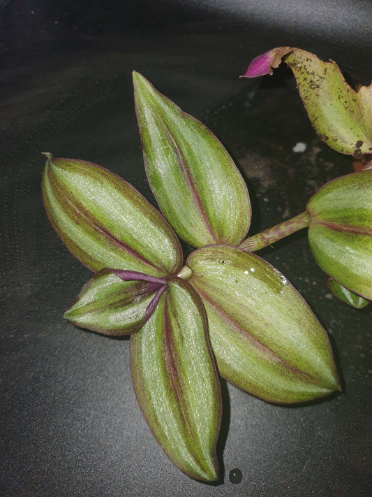 Tradescantia 'Silver Smudge' Cutting image 1
