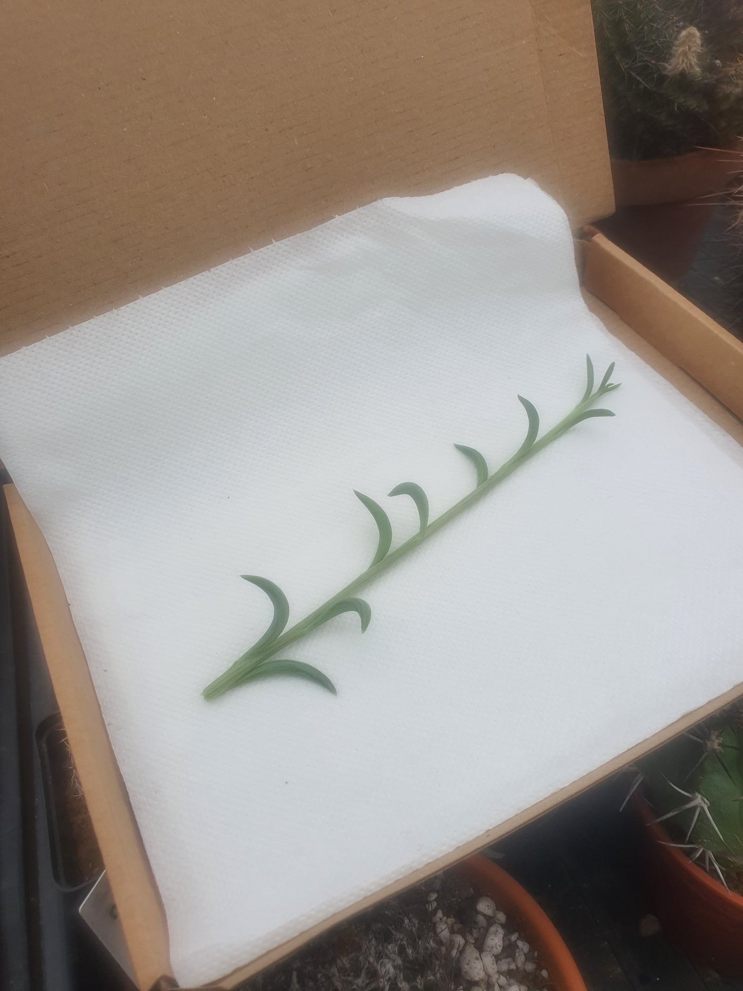 Senecio radicans -String of Bananas -Trailing - Cutting image 0