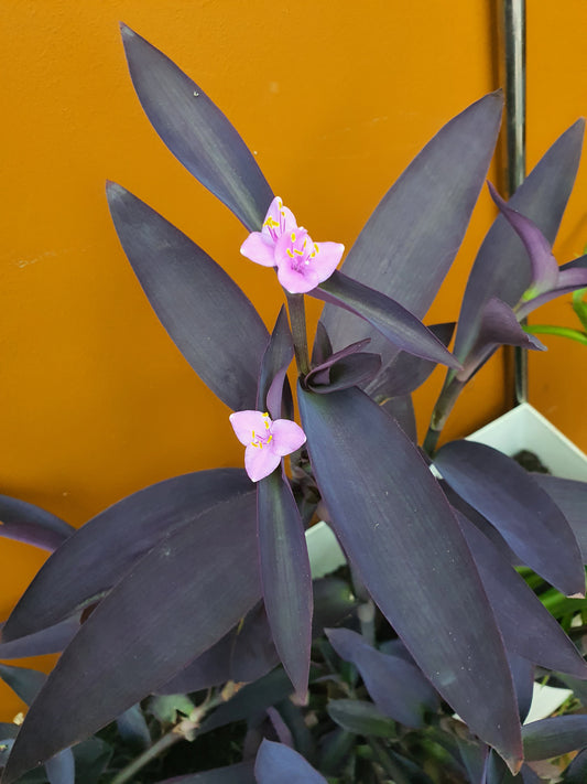 Tradescantia pallida Purple Heart - Cutting - UK grown houseplant - Barney Plants