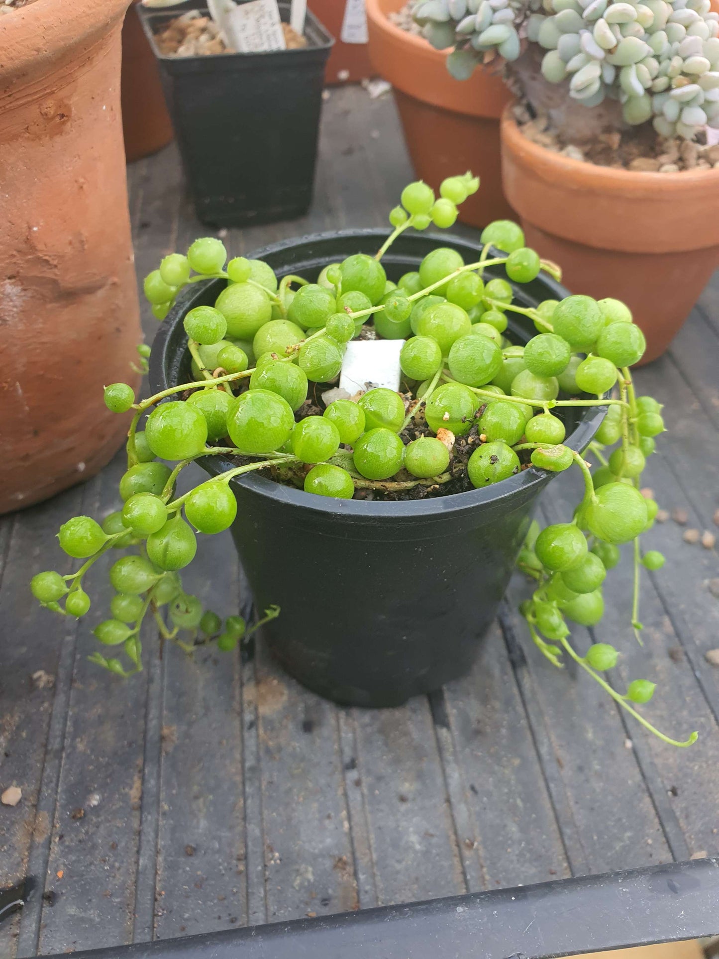 String of Pearls /Bead plant (Senecio rowleyanus)pot image 2