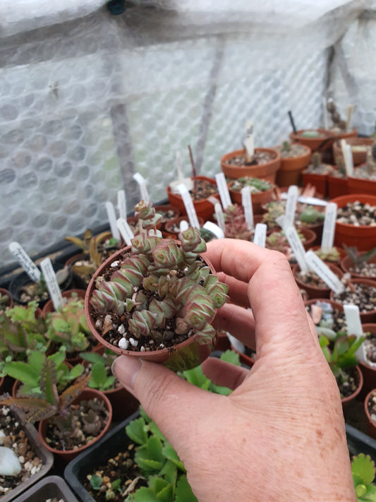 Crassula perforata - String of Buttons image 2