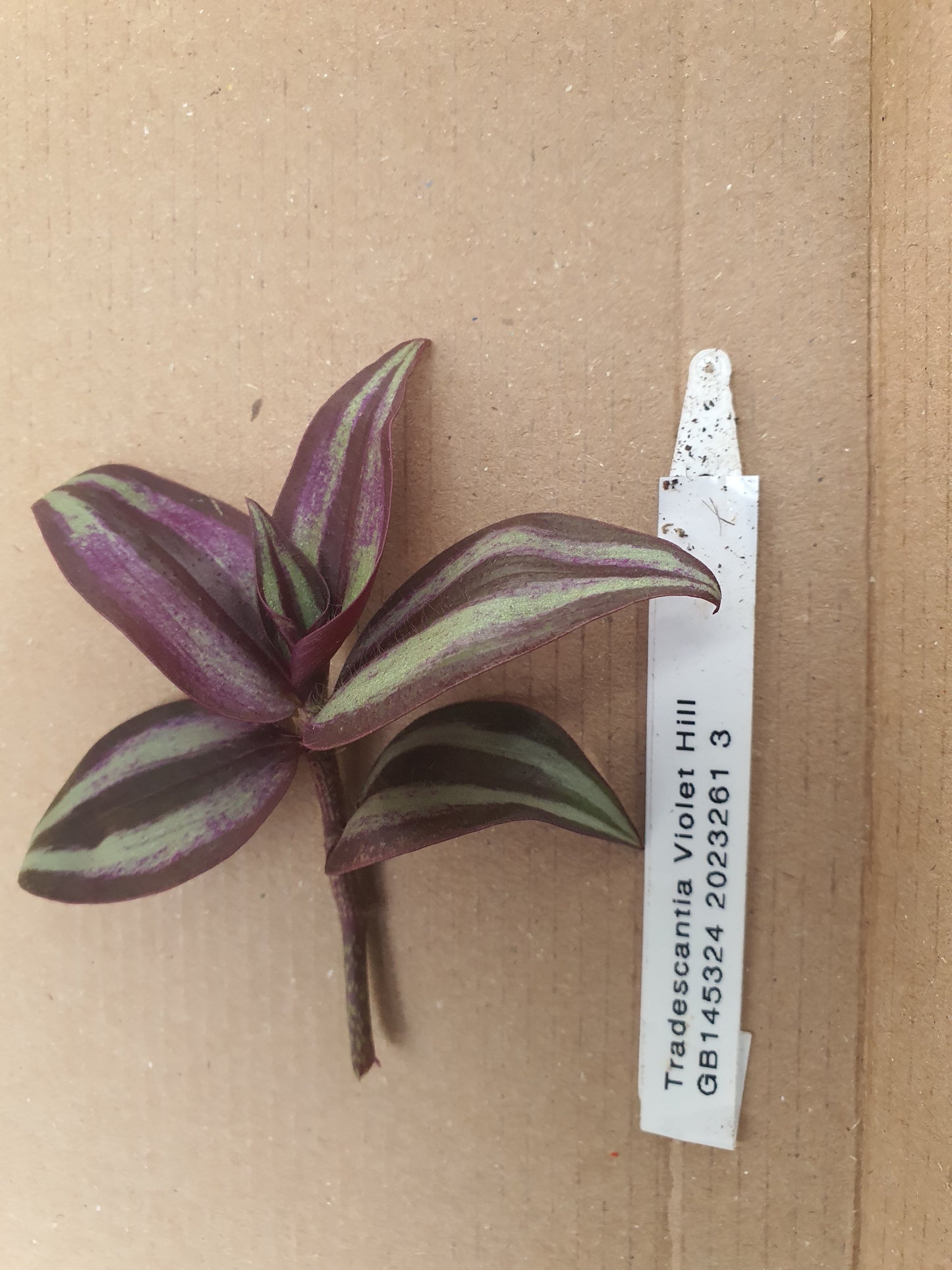 Tradescantia 'Violet Hill' (Wondering Dew cv) Cutting image 0