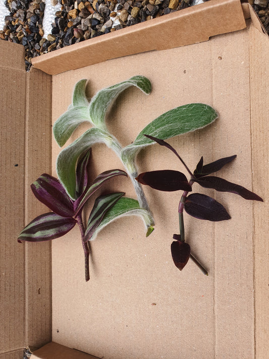 Tradescantia Mixed - x3 Cuttings image 0