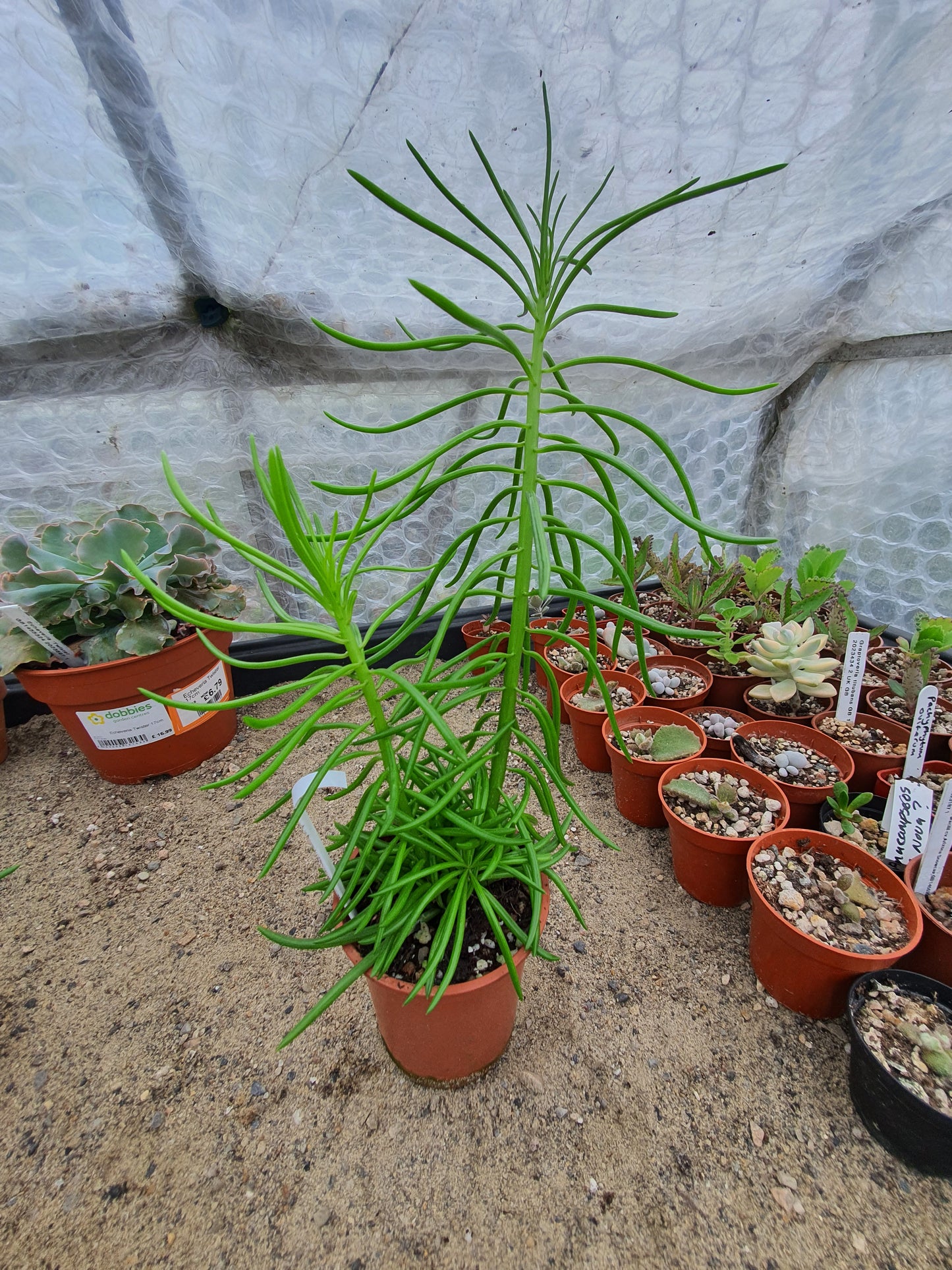 Senecio archeri Himalaya - Cutting image 0