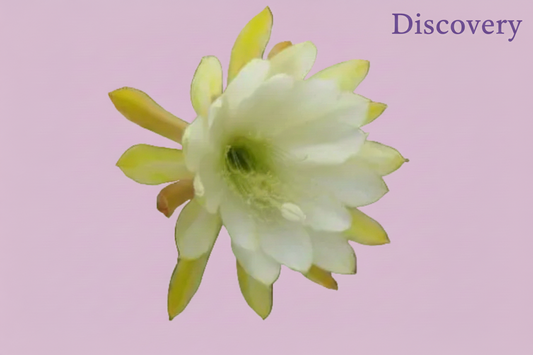 Epiphyllum hybrid(s) selection - Cuttings - UK grown houseplant - Barney Plants