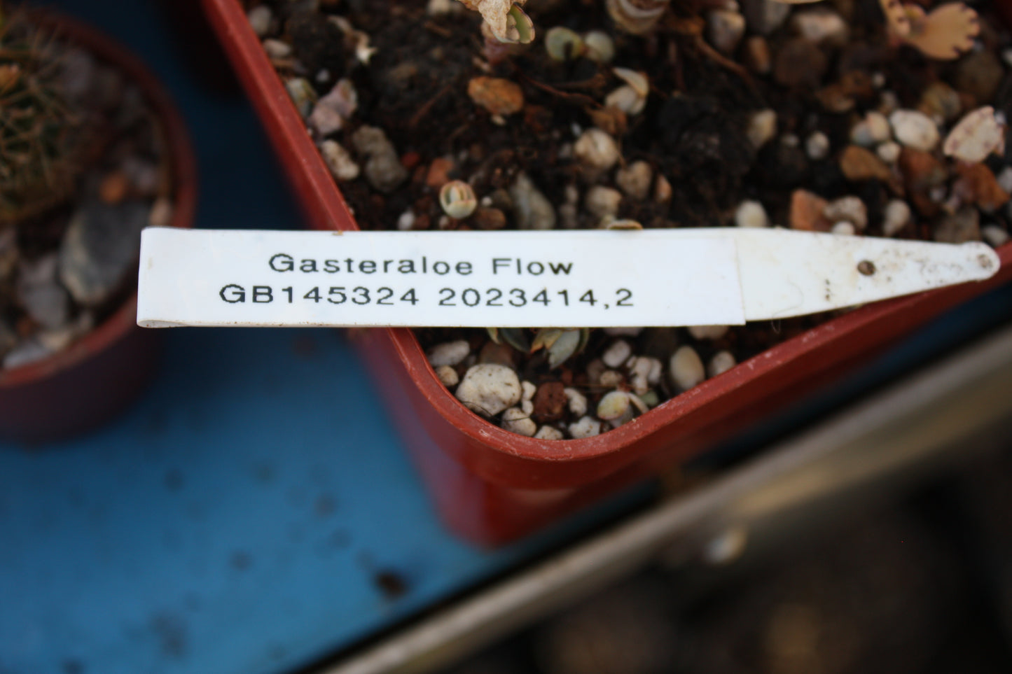 xGasteraloe 'Flow' | Aloe and Gasteria cross | Succulent
