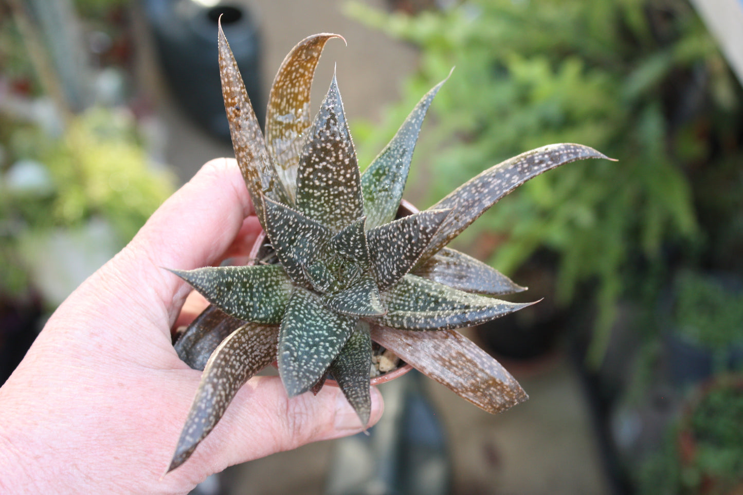 xGasteraloe 'Flow' | Aloe and Gasteria cross | Succulent