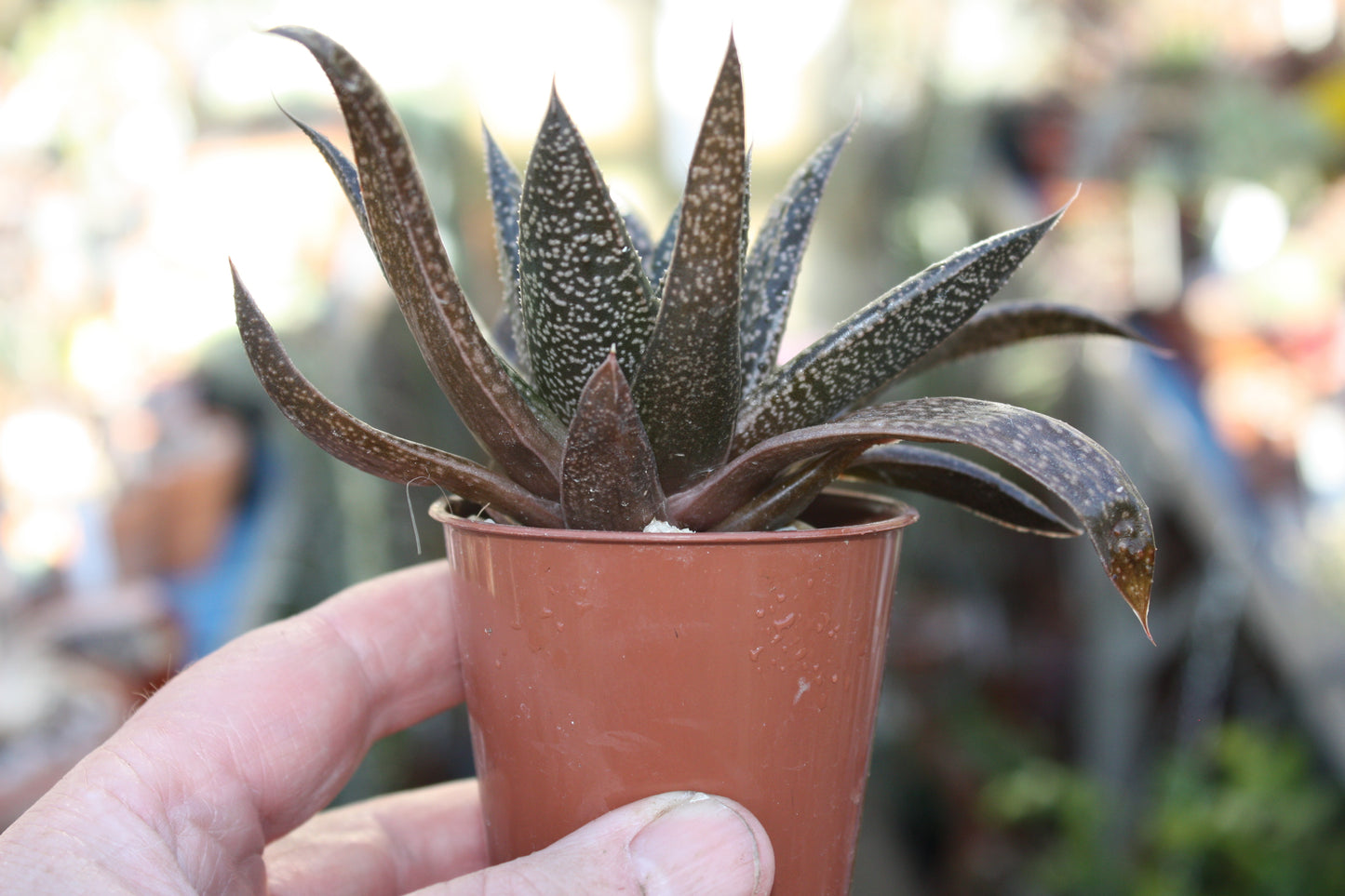 xGasteraloe 'Flow' | Aloe and Gasteria cross | Succulent