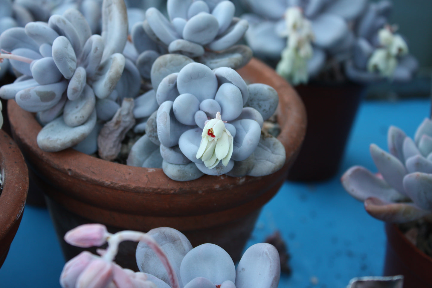 Pachyphytum oviferum (Moonstone)