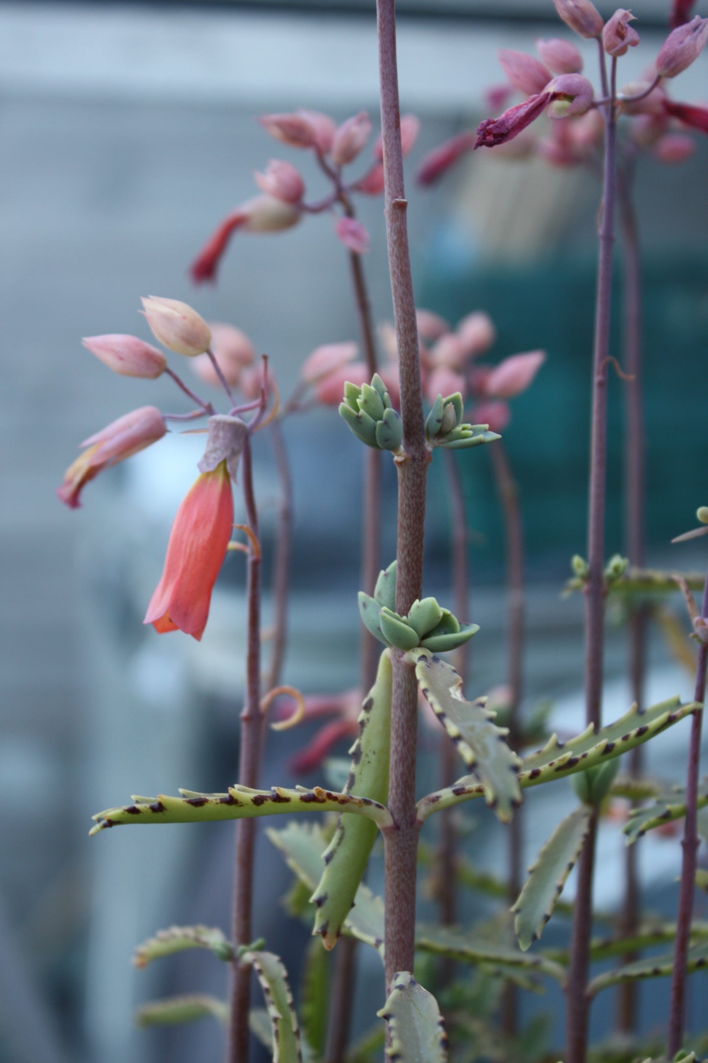 Kalanchoe tubiflora | Chandelier Plant | Mother of Millions - UK grown houseplant - Barney Plants
