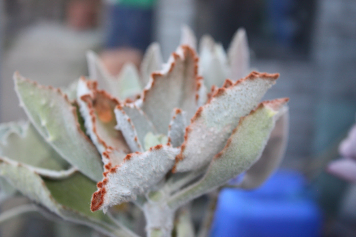 Kalanchoe beharensis 'Fang' (Felt Plant)