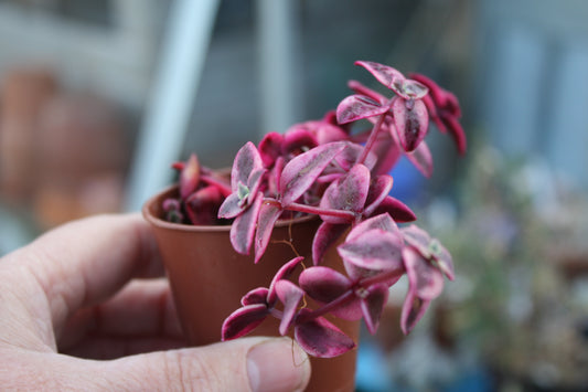 Crassula pellucida subsp. marginalis 'Variegata' - Calico Kitten|🇬🇧 UK Grown
