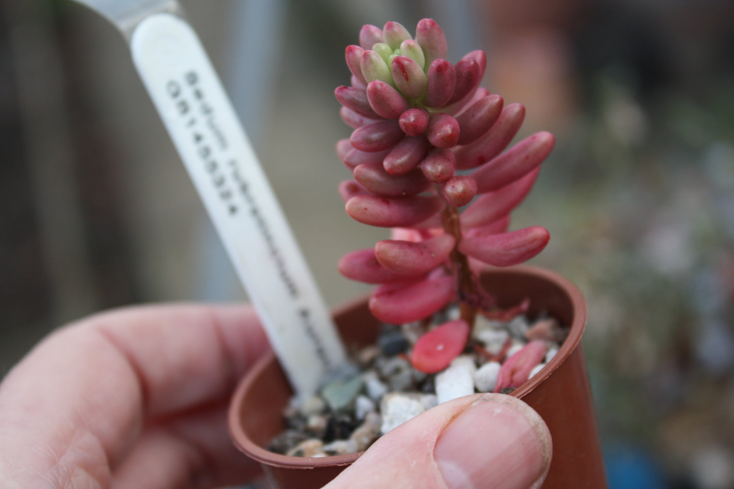 Sedum x rubrotinctum 'Aurea' - Pink Jelly Bean plant
