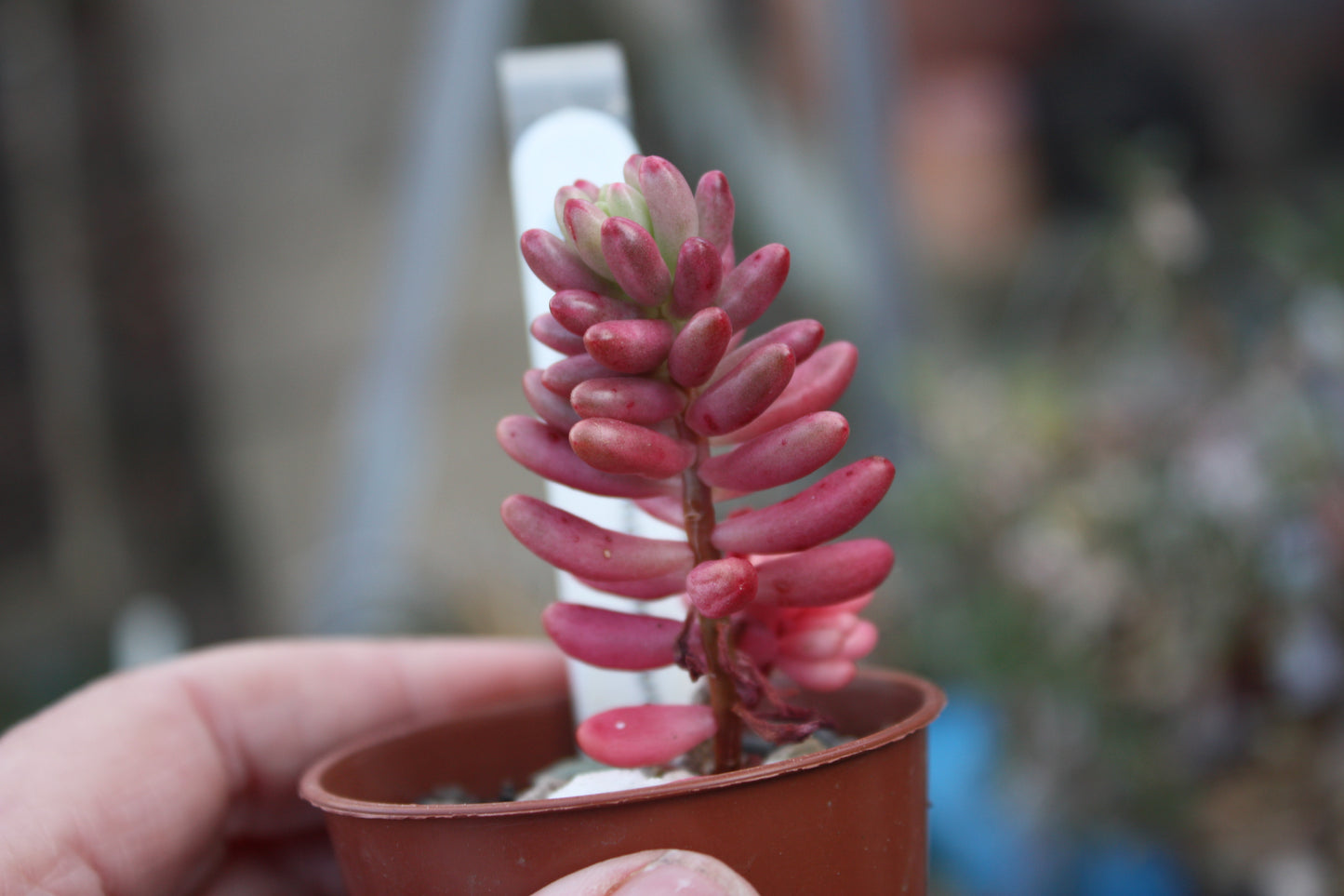Sedum x rubrotinctum 'Aurea' - Pink Jelly Bean plant