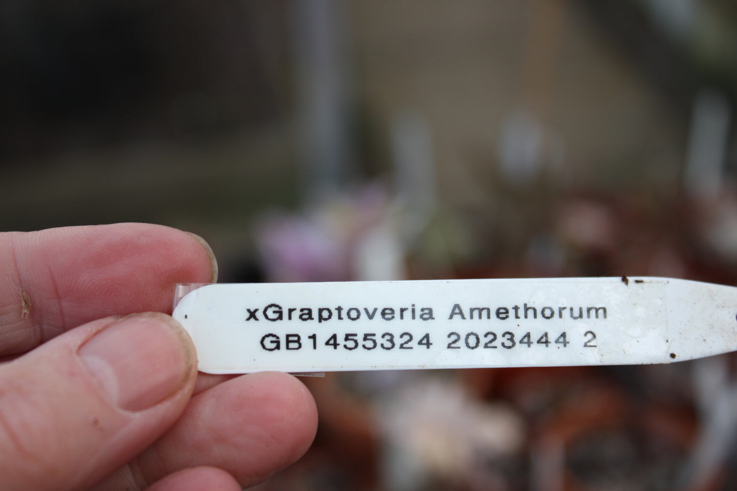 xGraptoveria 'Amethorum' - Succulent