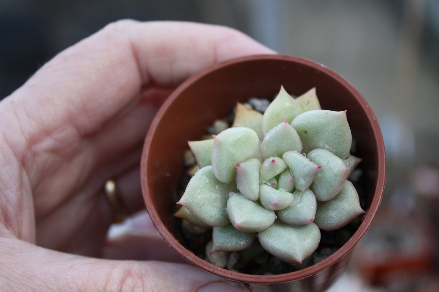 xGraptoveria 'Amethorum' - Succulent