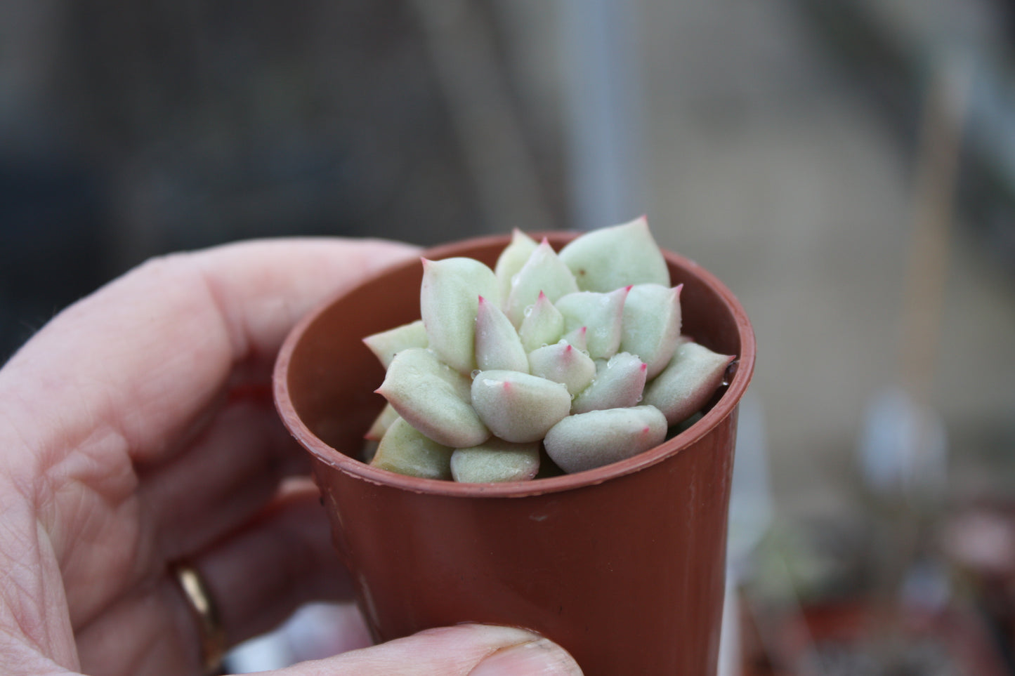 xGraptoveria 'Amethorum' - Succulent
