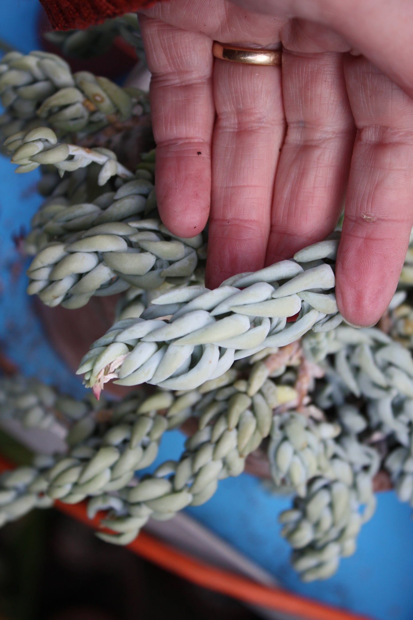 Donkey Tail Cutting