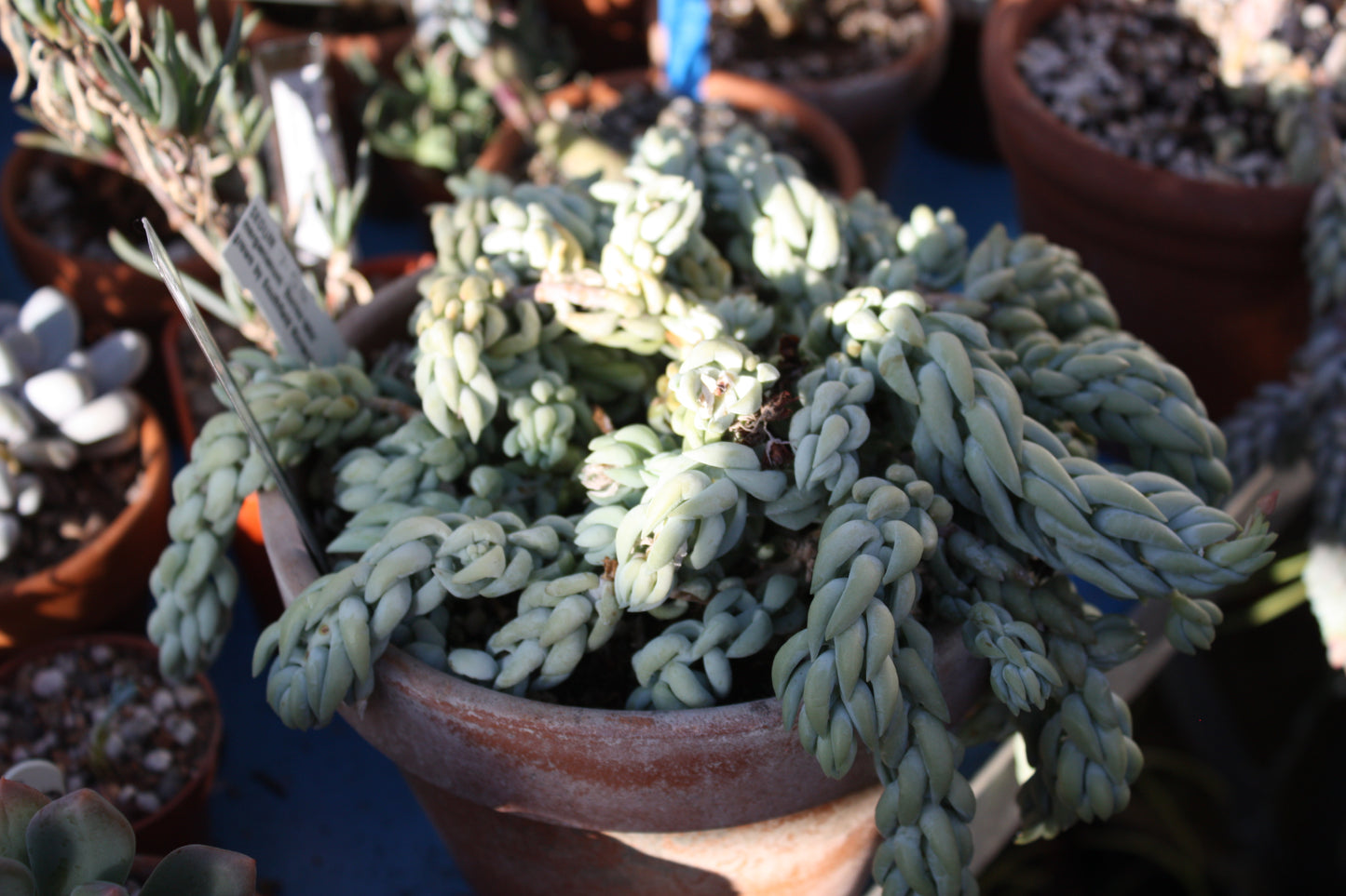 Sedum morganianum Burros Tails | Donkey Tail | Trailing |