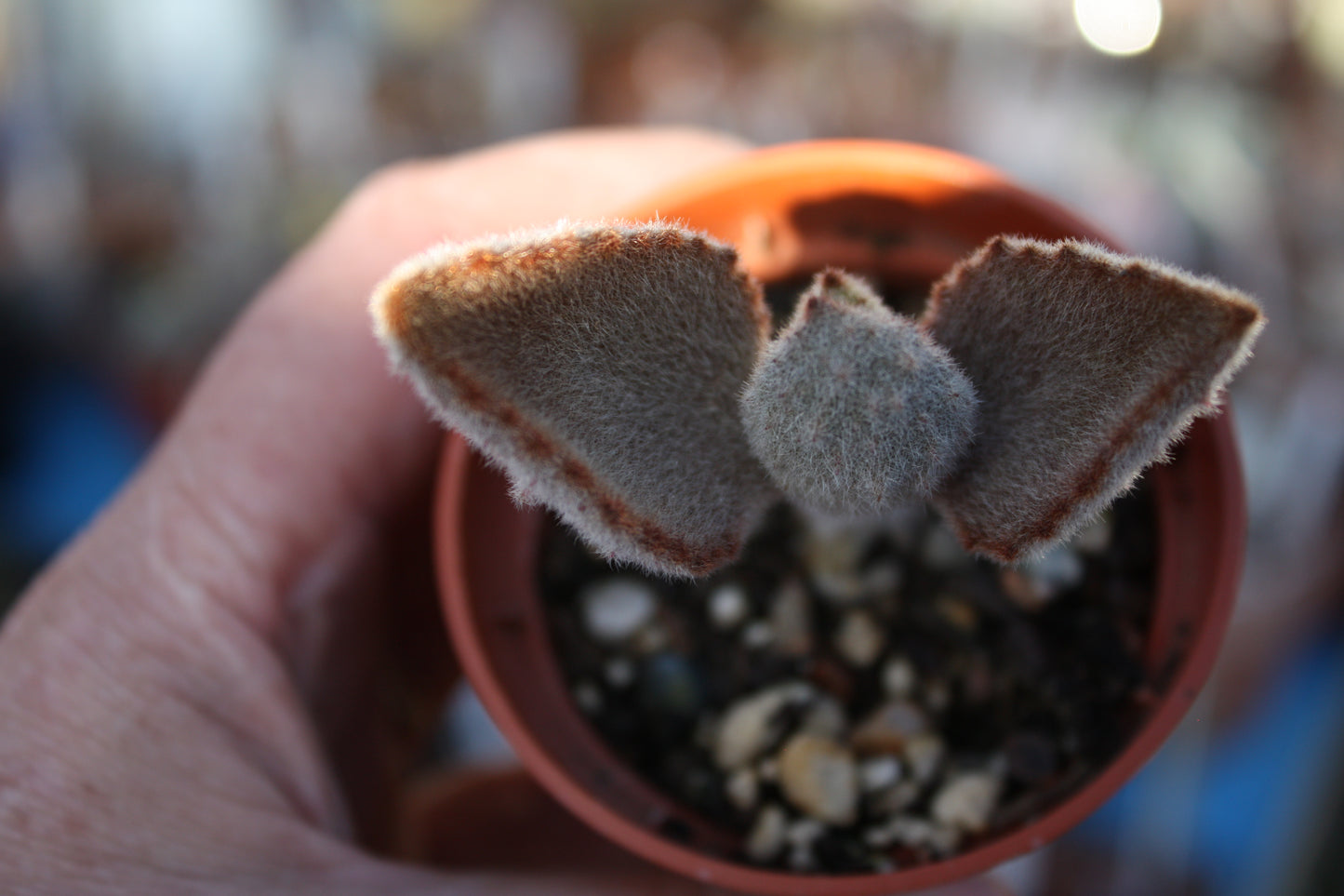 Kalanchoe beharensis 'Fang' | Felt Plant |