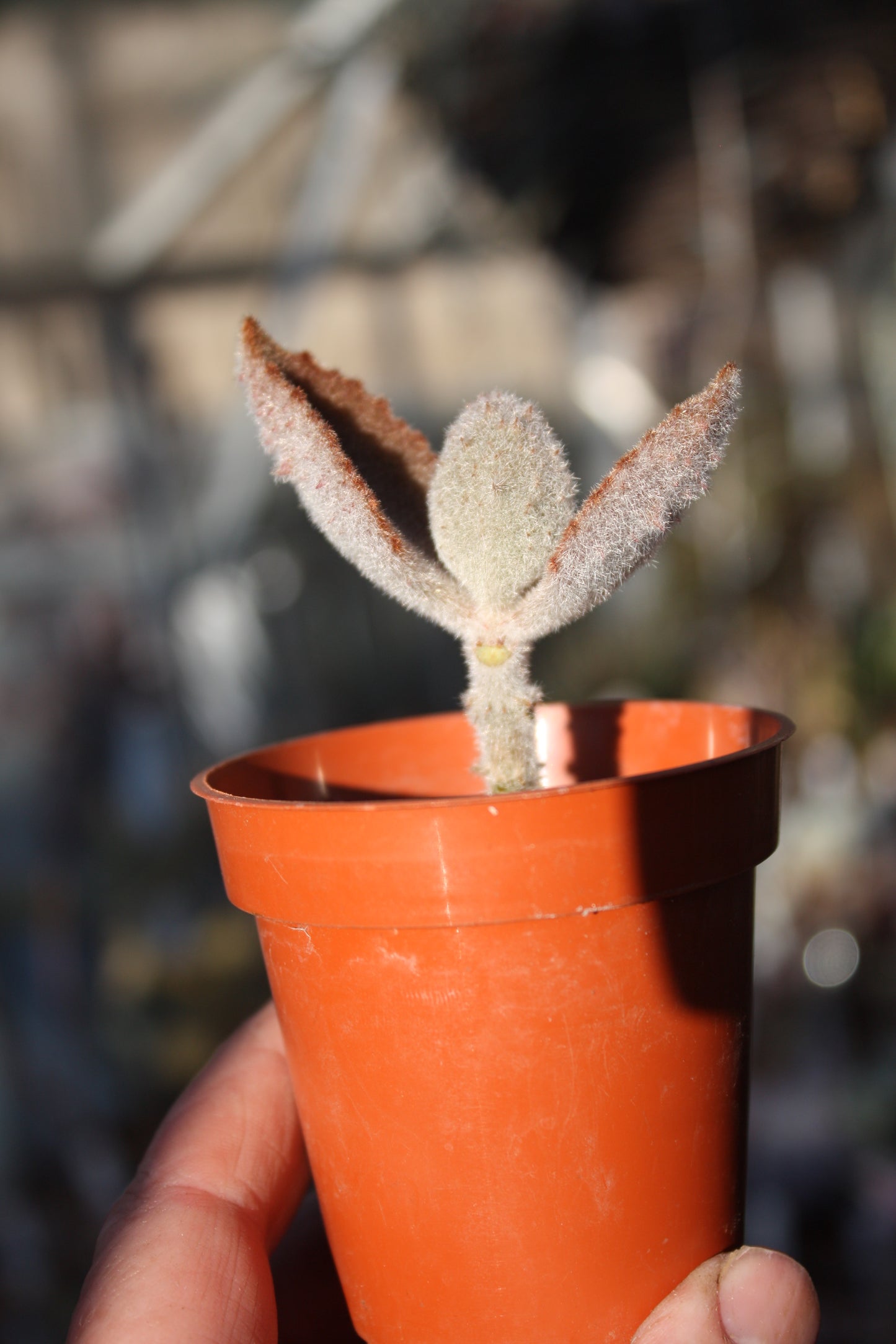 Kalanchoe beharensis 'Fang' | Felt Plant |