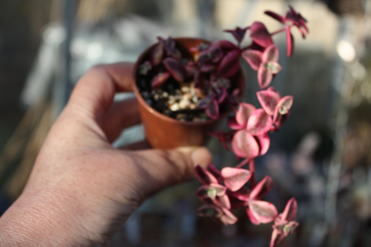 Crassula pellucida subsp. marginalis 'Variegata' - Calico Kitten|🇬🇧 UK Grown