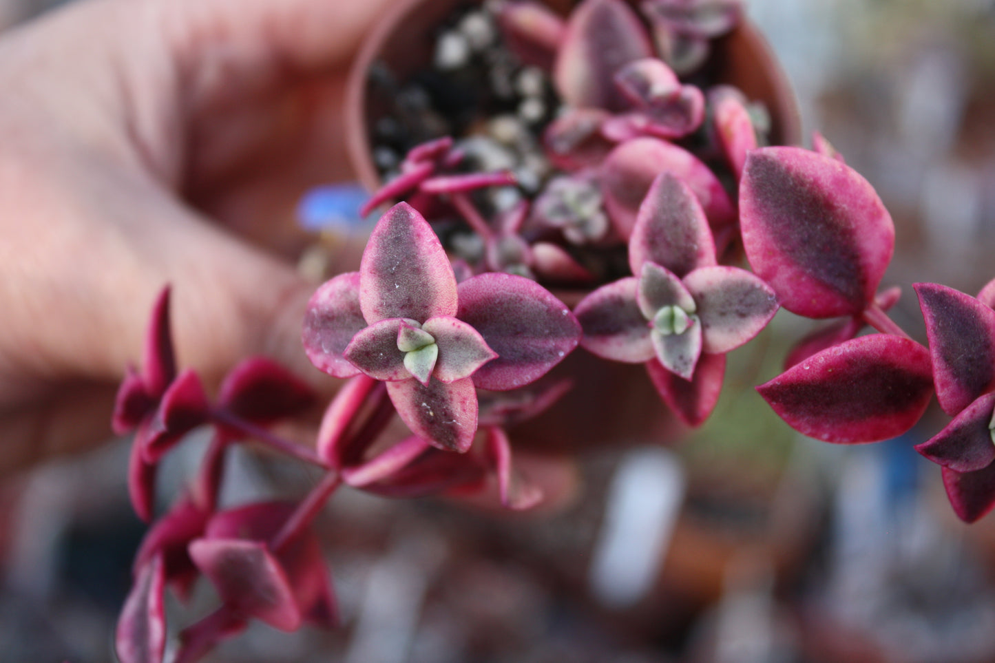 Crassula pellucida subsp. marginalis 'Variegata' - Calico Kitten|🇬🇧 UK Grown