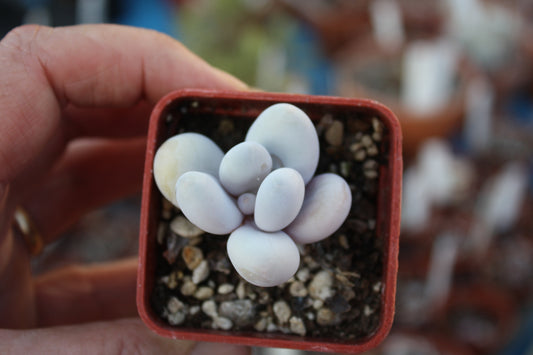 Pachyphytum oviferum (Moonstone) - Leaf to Grow