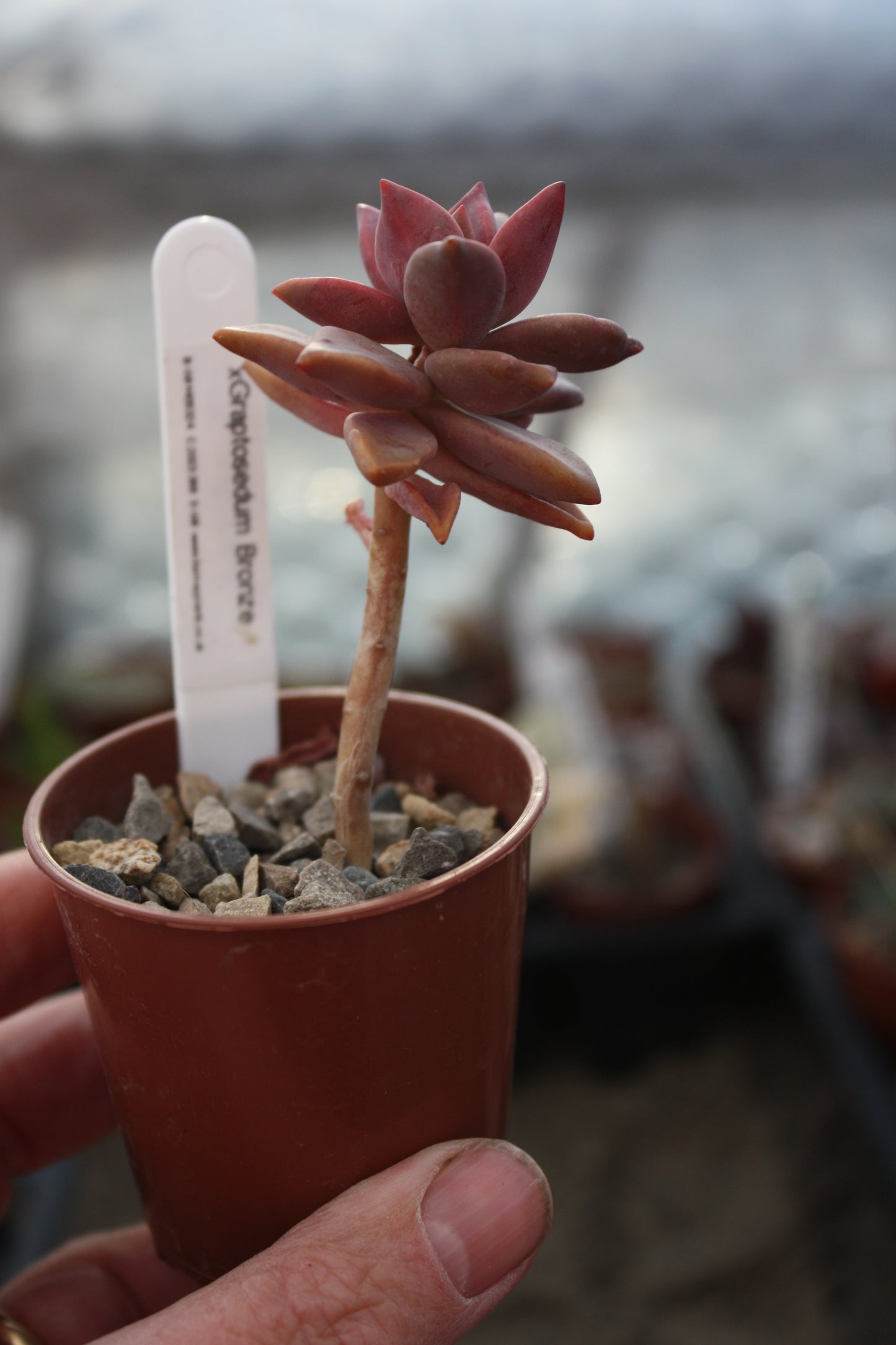 x Graptosedum 'Bronze'