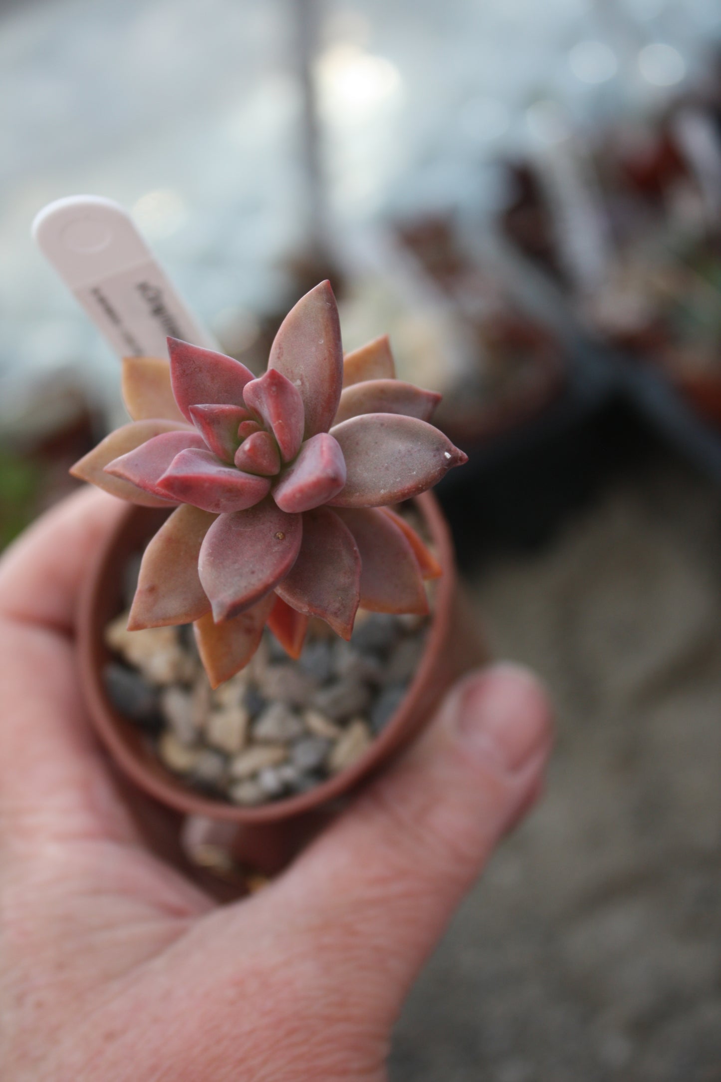 x Graptosedum 'Bronze'