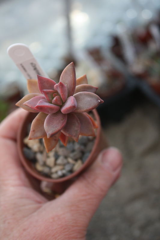 x Graptosedum 'Bronze' - UK grown houseplant - Barney Plants
