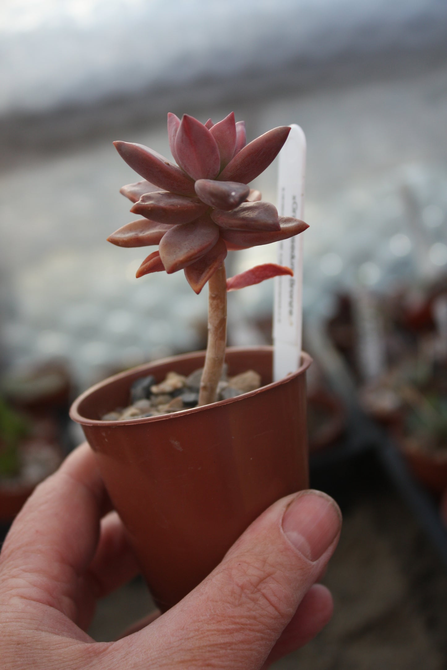 x Graptosedum 'Bronze'