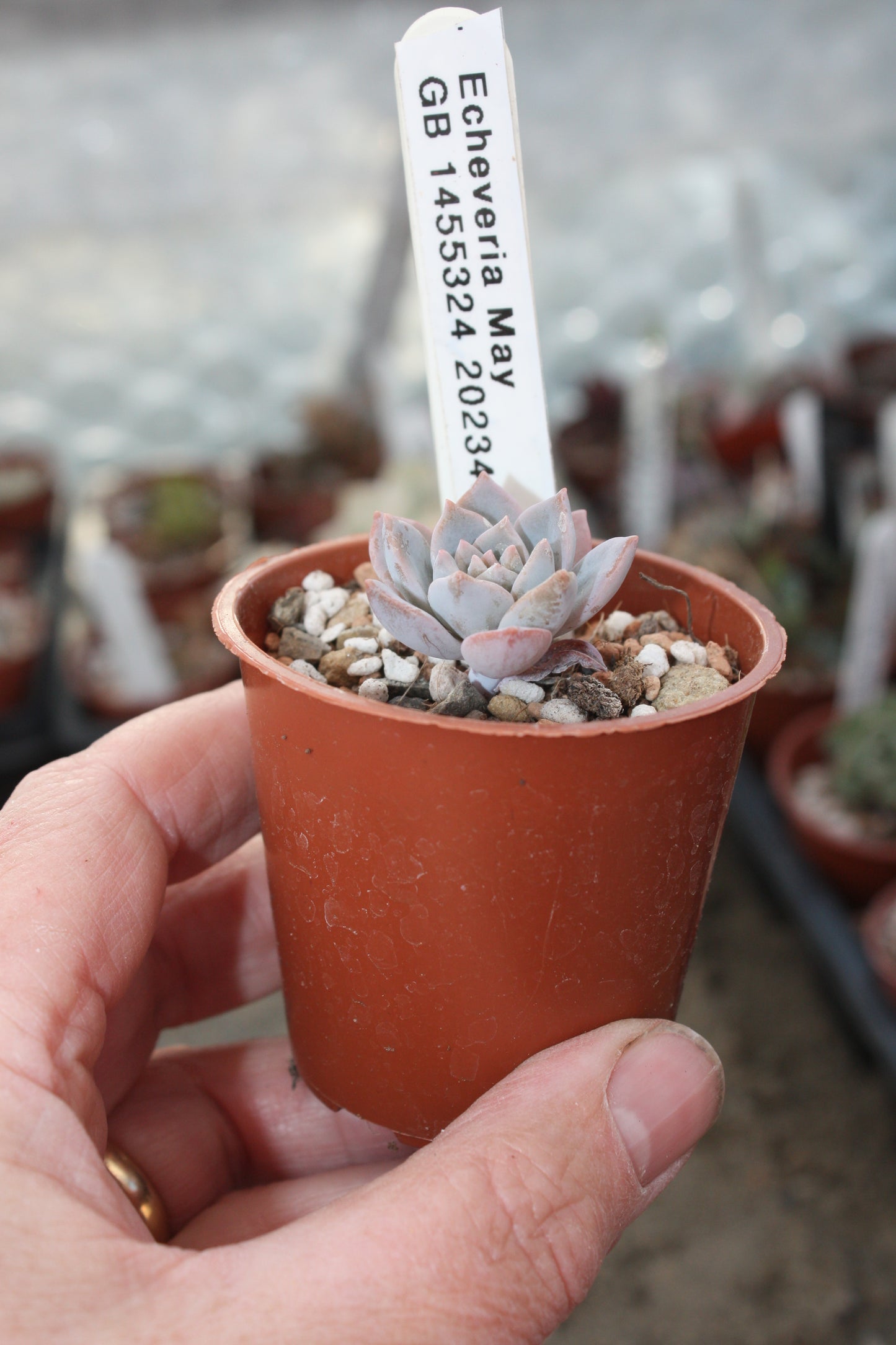 Echeveria 'May'| 🇬🇧 UK Grown