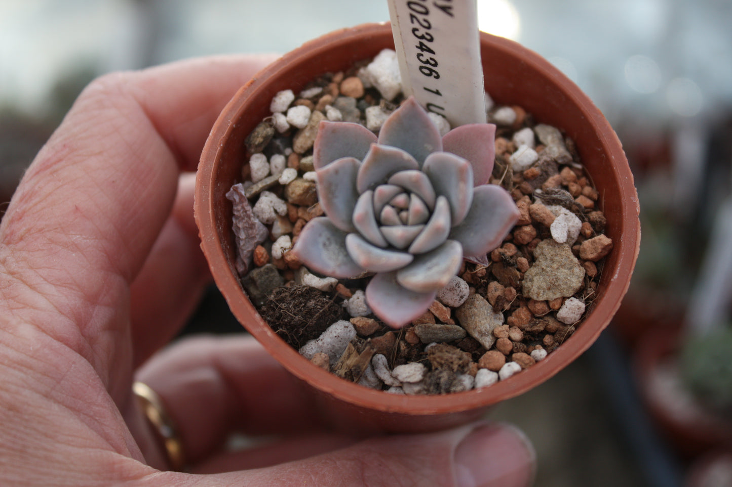 Echeveria 'May'| 🇬🇧 UK Grown