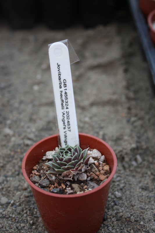 Jovibarba heuffelii 'Angel Wings'