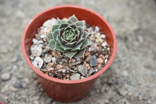 Jovibarba heuffelii 'Angel Wings'