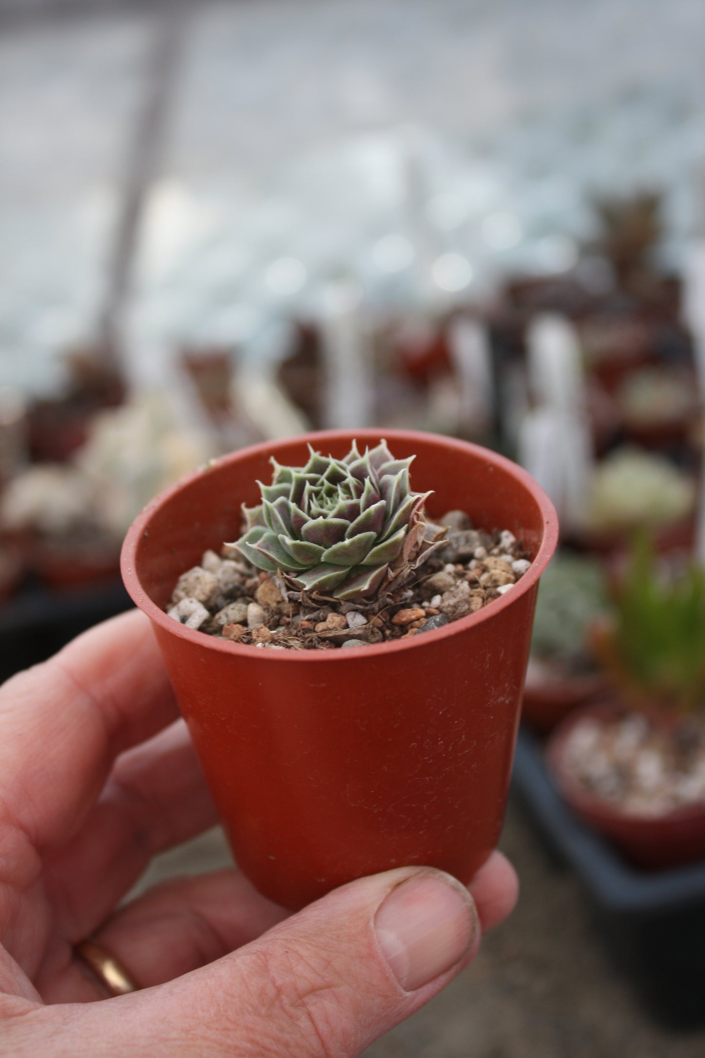 Jovibarba heuffelii 'Angel Wings'