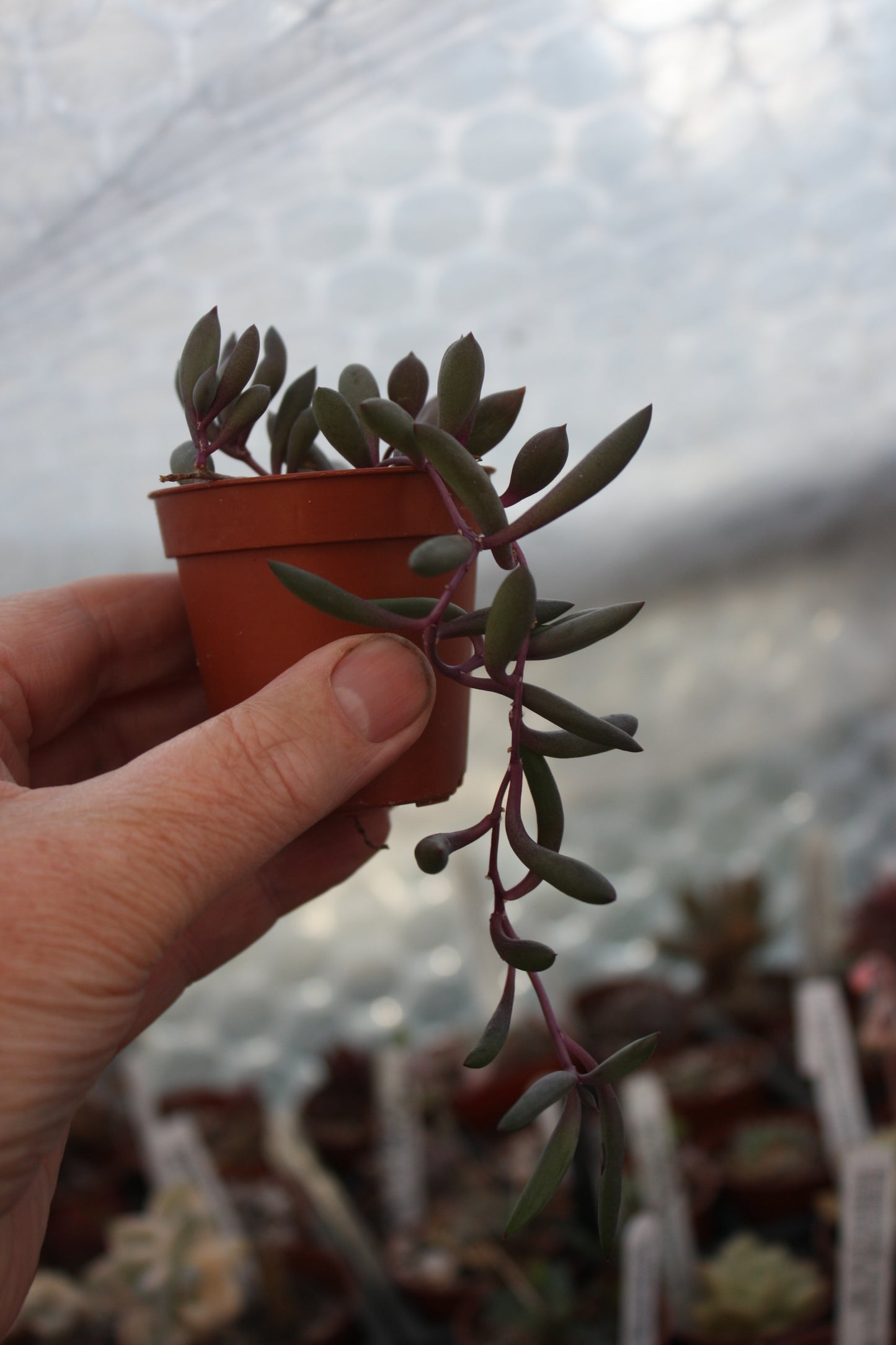 Othonna capensis 'Ruby Necklace' | Ruby Necklace trailing