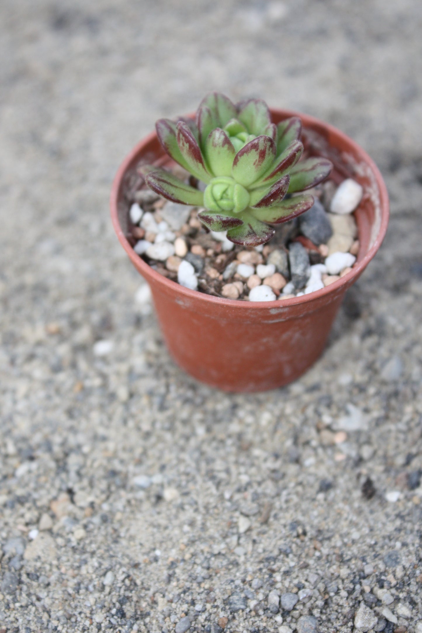 Aeonium sedifolium | Dwarf Aeonium