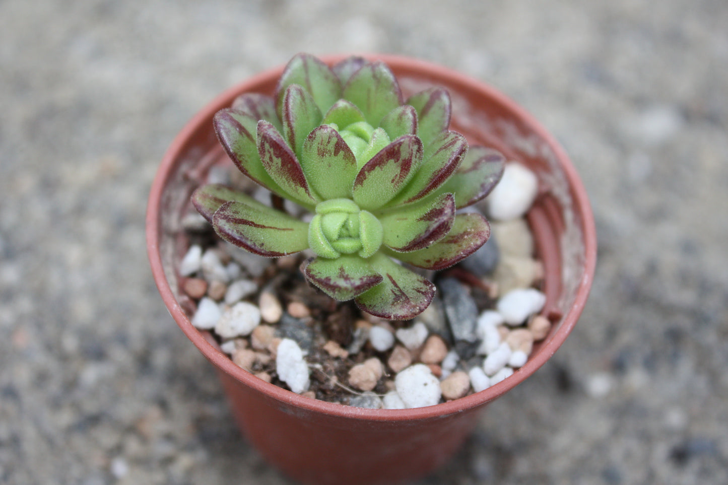 Aeonium sedifolium | Dwarf Aeonium