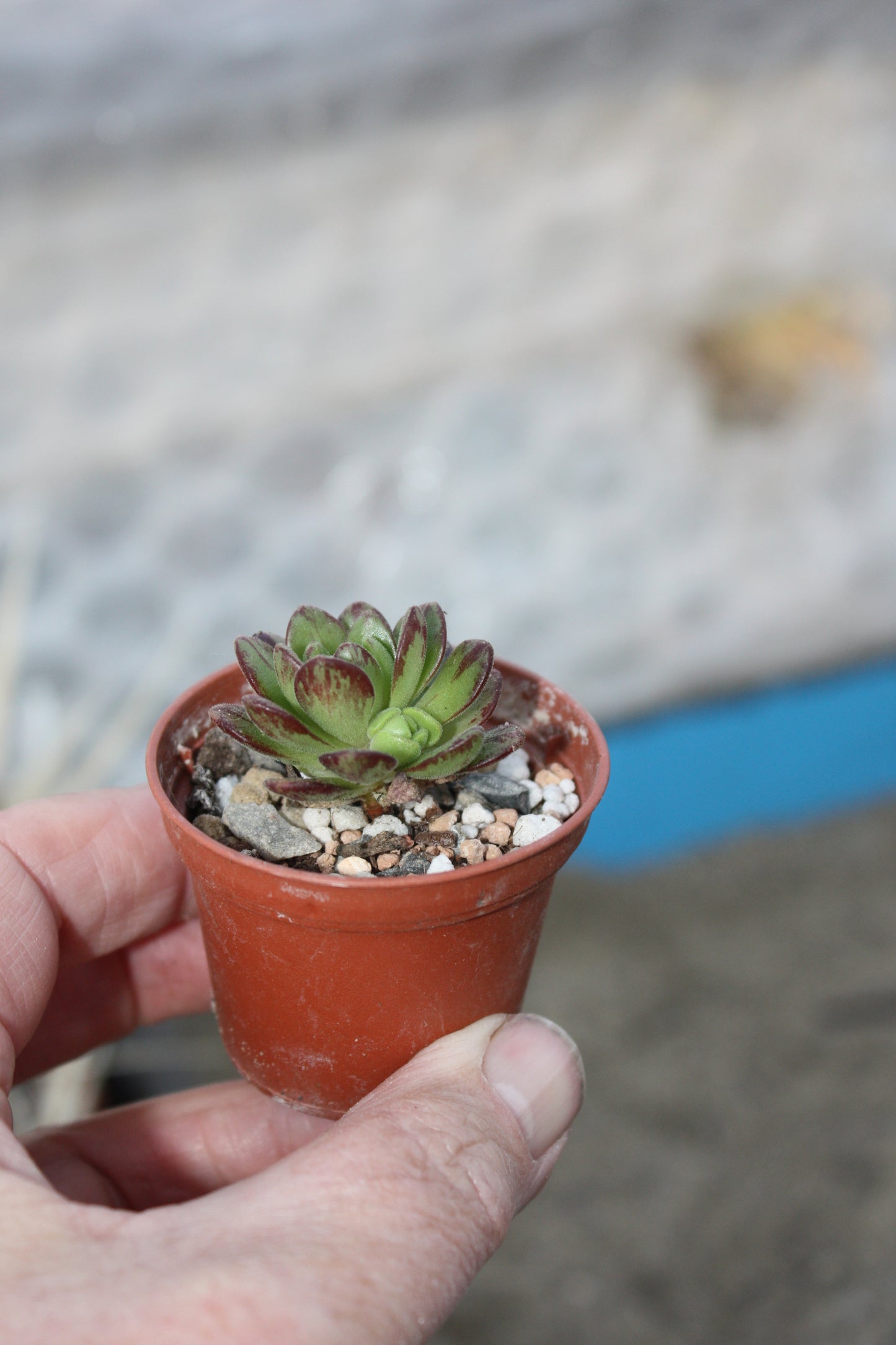 Aeonium sedifolium | Dwarf Aeonium