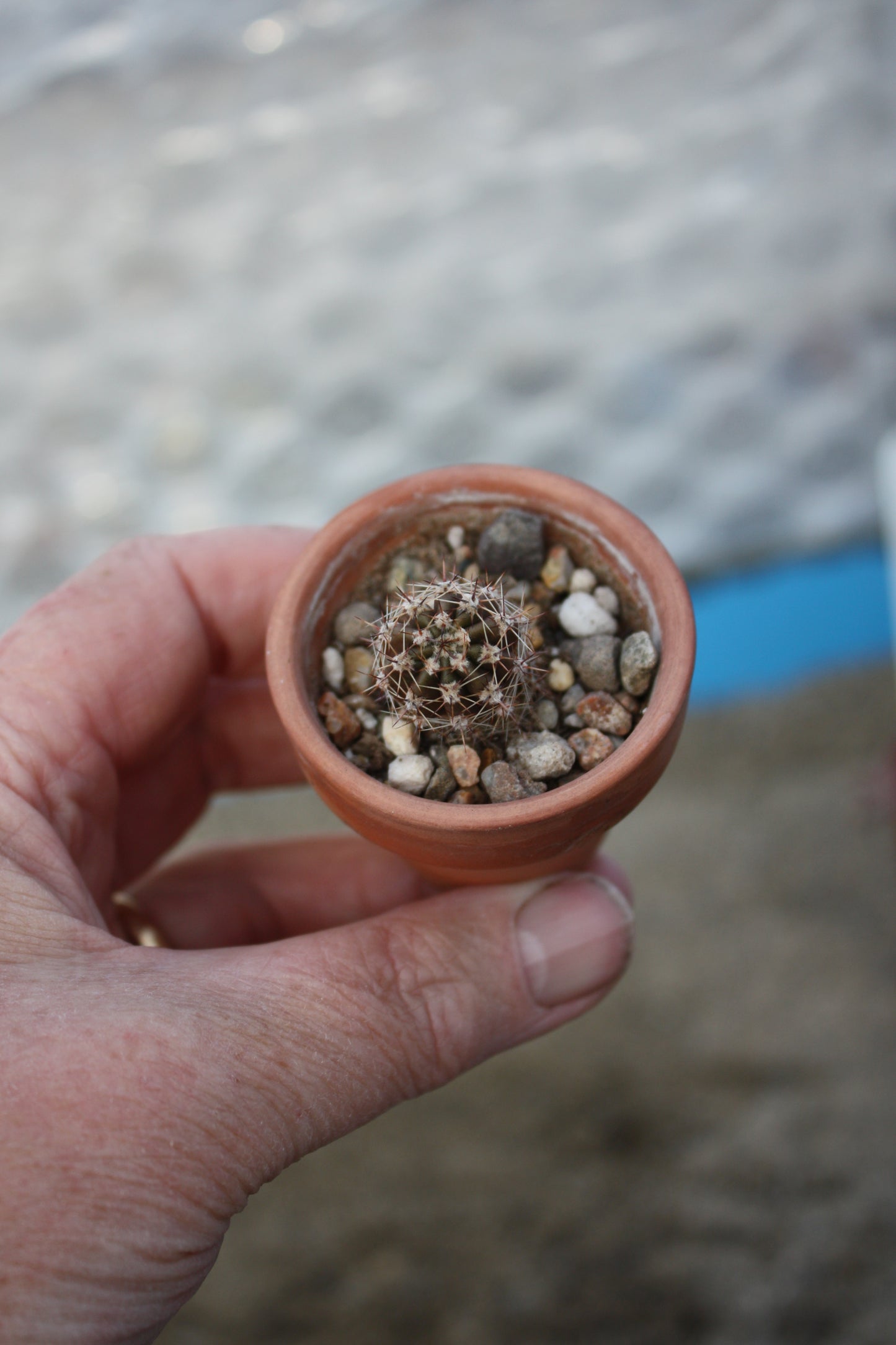 Echinopsis Peach Monard x Terracotta | 🇬🇧 UK grown.