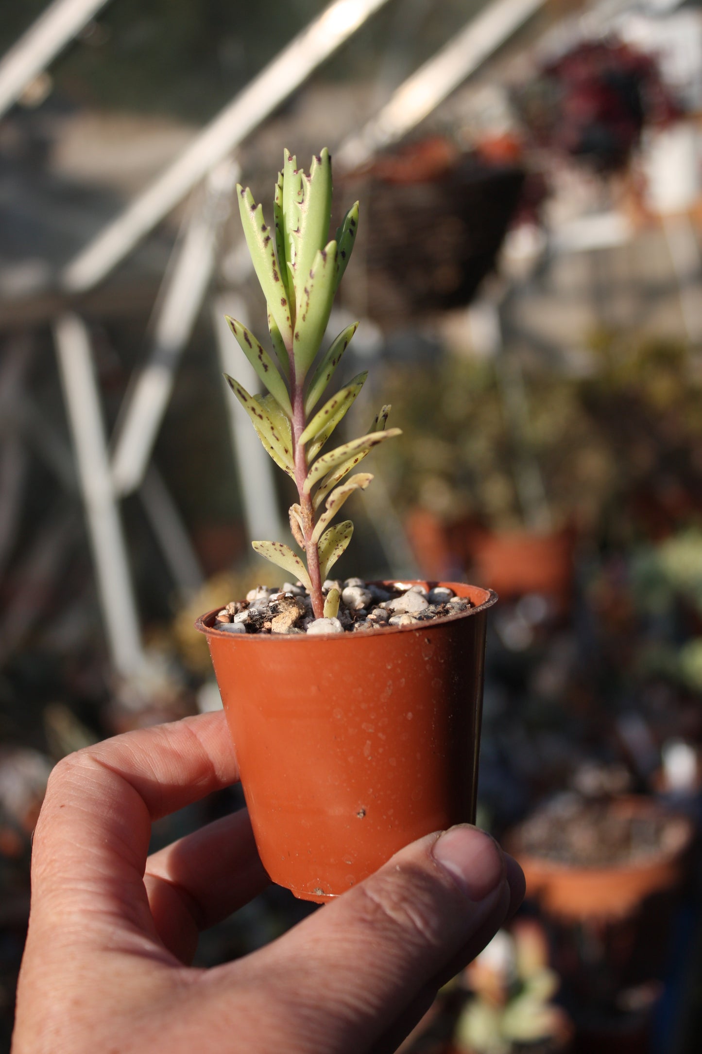 Kalanchoe tubiflora | Chandelier Plant | Mother of Millions